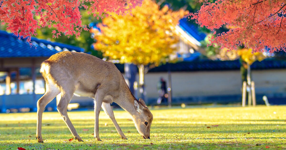 奈良公園の紅葉と鹿の様子を表した画像