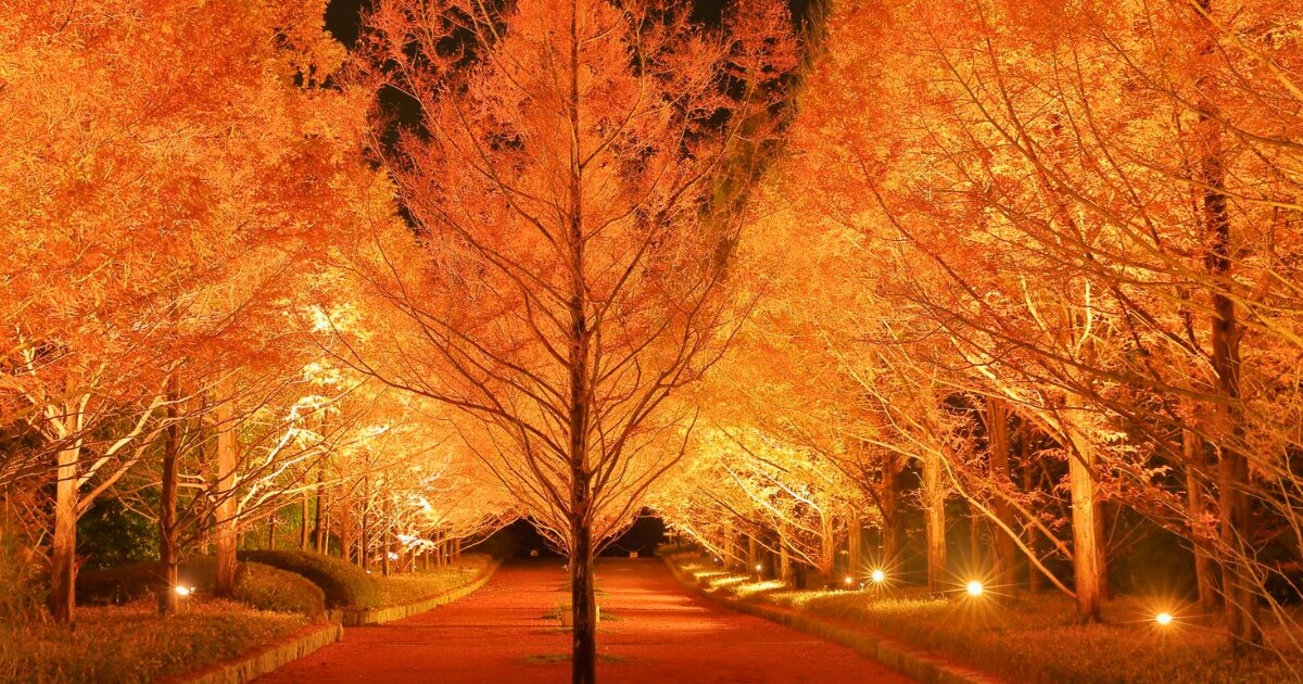 神戸市立森林植物園公式サイトから引用した例年のライトアップされた紅葉の画像