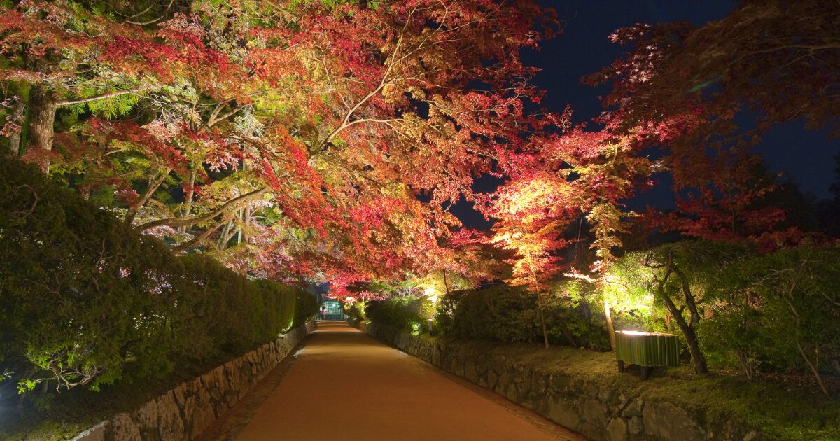 金剛峯寺公式サイトから引用した例年のライトアップされた紅葉の画像