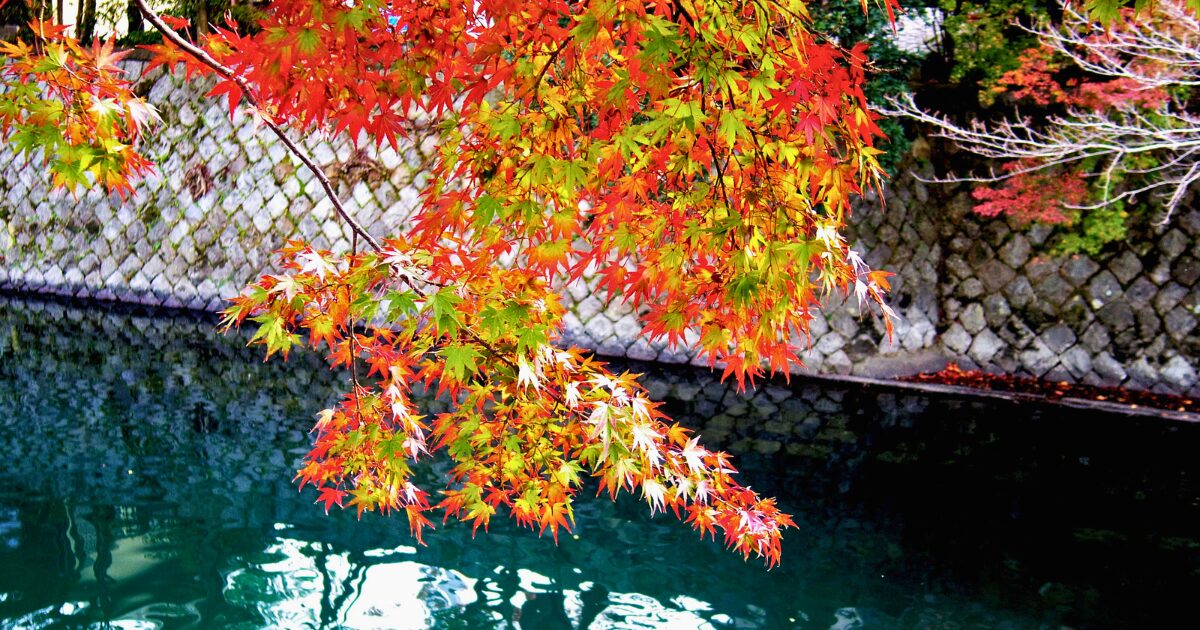 宝が池公園のイメージ画像