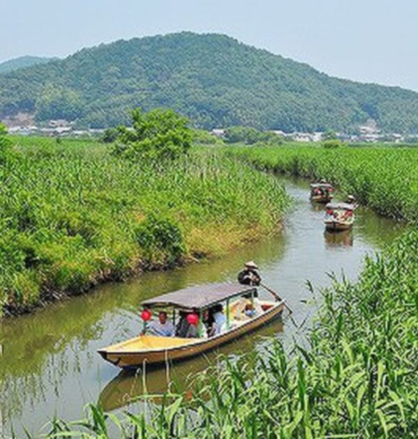 近江八幡の水郷巡りの小川を漕ぐ画像